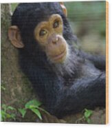 Chimpanzee Pan Troglodytes Baby Leaning Wood Print