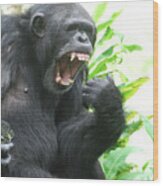 Chimpanzee Showing Off A Mouth Full Of Teeth Wood Print
