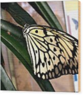 Chinese Yellow Swallowtail Wood Print
