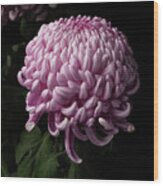 Chrysanthemum Wood Print