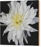 Chrysanthemum Bloom Wood Print
