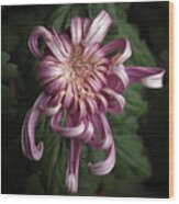 Chrysanthemum 'jefferson Park' Wood Print