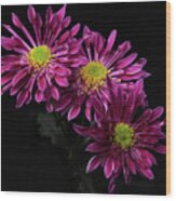 Chrysanthemum 'saba' Wood Print