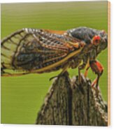 Cicada On Fence Post Wood Print