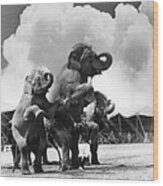 Circus Trainer With Elephants, C.1930s Wood Print