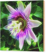 City Flare Passion Flower 5 Wood Print