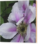 Clematis Posing Wood Print