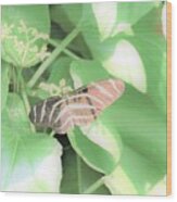 Cleveland Butterflies4 Wood Print