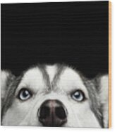 Close-up Head Of Peeking Siberian Husky Wood Print