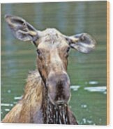 Close Wet Moose Wood Print