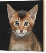 Closeup Abyssinian Kitty Curious Looking In Camera, Isolated Black Background Wood Print