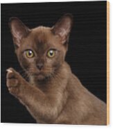 Closeup Burmese Kitten Showing Claw On Raised Paw, Black Isolated Wood Print