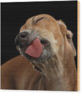 Closeup Cute Italian Greyhound Dog Licked With Pleasure Isolated Black Wood Print