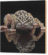 Closeup Leopard Gecko Eublepharis Macularius Isolated On Black Background, Front View Wood Print