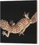 Closeup Leopard Gecko Eublepharis Macularius Isolated On Black Background Wood Print