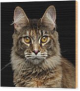 Closeup Maine Coon Cat Portrait Isolated On Black Background Wood Print