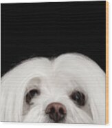 Closeup Nosey White Maltese Dog Looking In Camera Isolated On Black Background Wood Print
