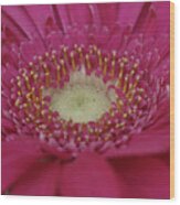 Closeup Of A Flower Wood Print