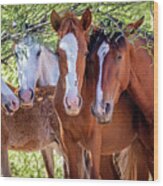Closeup Of Herd Of Four Wild Horses Wood Print