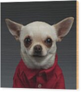 Closeup Portrait Chihuahua Dog In Stylish Clothes. Gray Background Wood Print