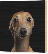 Closeup Portrait Italian Greyhound Dog Looking In Camera Isolated Black Wood Print