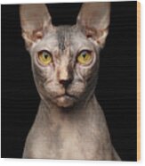 Closeup Portrait Of Grumpy Sphynx Cat, Front View, Black Isolate Wood Print