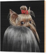  Closeup Yorkshire Terrier Dog, long groomed Hair Pity Looking back Wood Print
