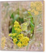 Clouded Sulphur Butterfly Sipping Nectar Wood Print