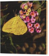 Cloudless Giant Sulfur Butterfly Wood Print