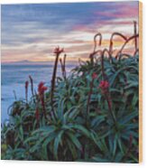 Coastal Aloes Wood Print