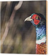 Cock Pheasant In Fall Wood Print