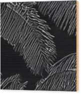 Coconut Palms In Black And White Wood Print