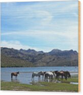 Coexistence Salt River Wild Horses Tonto National Forest Panoramic Wood Print