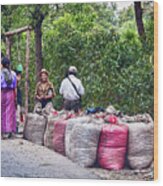 Coffee Pickers In Guatemala Wood Print