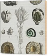 Collection Of Various Illustrated Fossils Wood Print