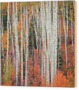 Colorado Aspens Wood Print