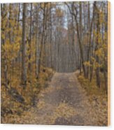 Colorado Autumn Aspen And Road Wood Print