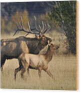 Colorado Elk Wood Print