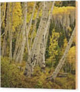 Colorado Fall Aspen Grove Wood Print