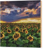 Colorado Sunflowers At Sunset Wood Print