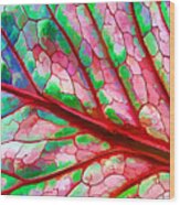 Colorful Coleus Abstract 5 Wood Print