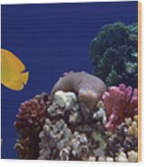 Colorful Coralreef Wood Print