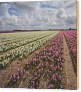 Colorful Hyacinth Field Wood Print