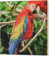 Colorful Macaw Wood Print