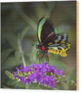 Colorful Northern Butterfly Wood Print