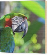 Colorful Parrot In Bright Sunlight Wood Print