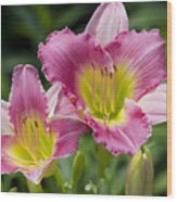 Colorful Peachy Pink Daylily Blossoms Wood Print