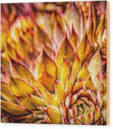 Colorful Succulent Close Up Wood Print