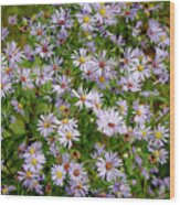 Colorful Wildflowers Wood Print