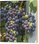 Colorful Wine Grapes On Grapevine Wood Print